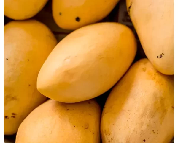 MANGOES, MANILA