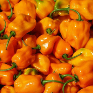 HABANERO PEPPER CASE