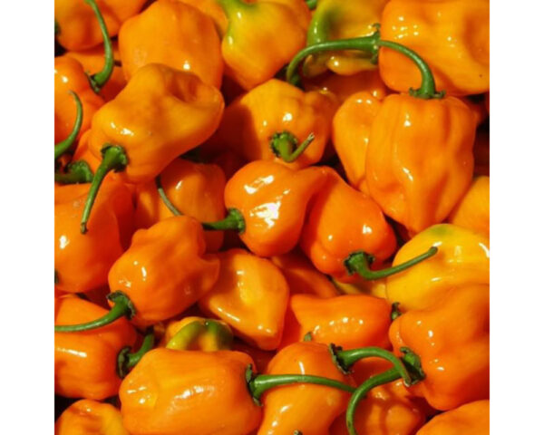 HABANERO PEPPER CASE