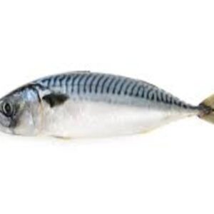 ATLANTIC MACKEREL 20KG