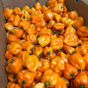 HABANERO PEPPER CASE