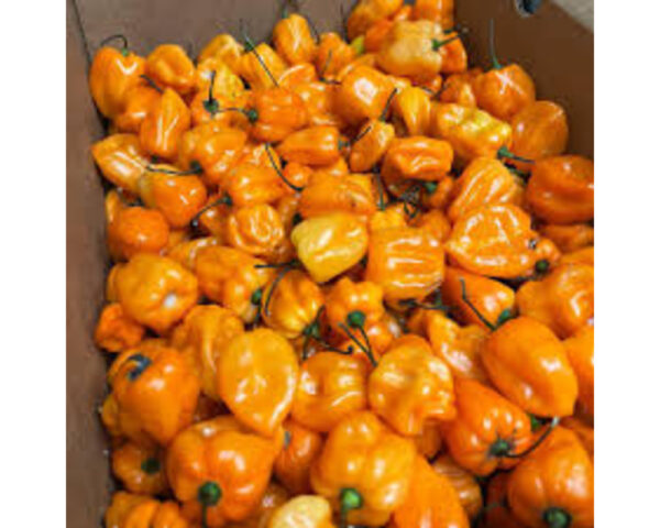 HABANERO PEPPER CASE