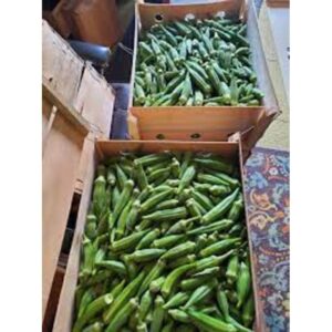OKRA BULK