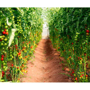 TOMATO FIELD XL