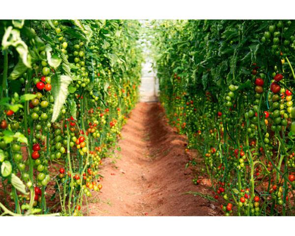 TOMATO FIELD XL