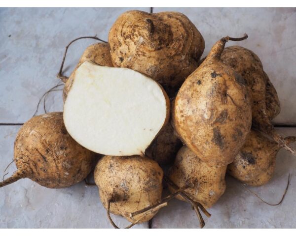 JICAMA