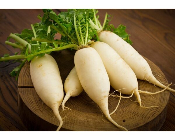 DAIKON RADISH