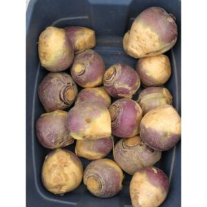 Rutabaga