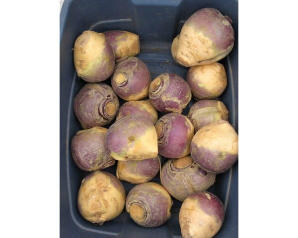 Rutabaga