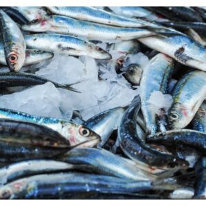 Atlantic Mackerel