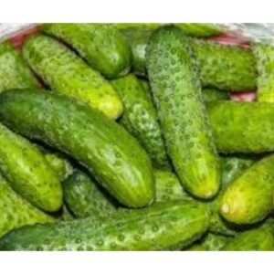 ORG GROWN SPINY CUCUMBER