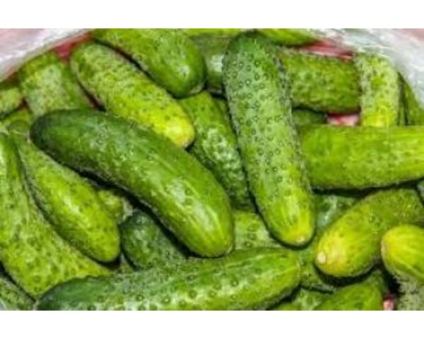 ORG GROWN SPINY CUCUMBER