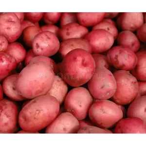 RED POTATO BULK