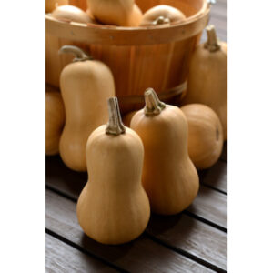 Small Butternut Squash