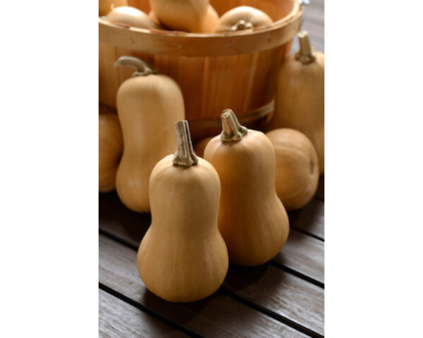 Small Butternut Squash